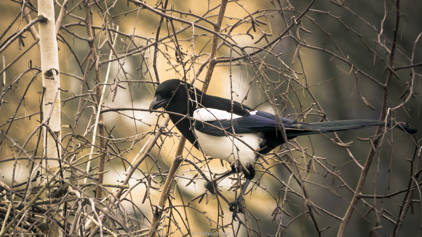 větev, Volně žijících živočichů, zobák, strom, pták, hnízdo, deutschland, Rostock, Meklenbursko-Přední Pomořansko, vogel, baum, fauna, větvička, počítač tapeta, straka, sonyalpha77ii, Fruhling, zweige, Elster, Nestbau, Sigma18300mm