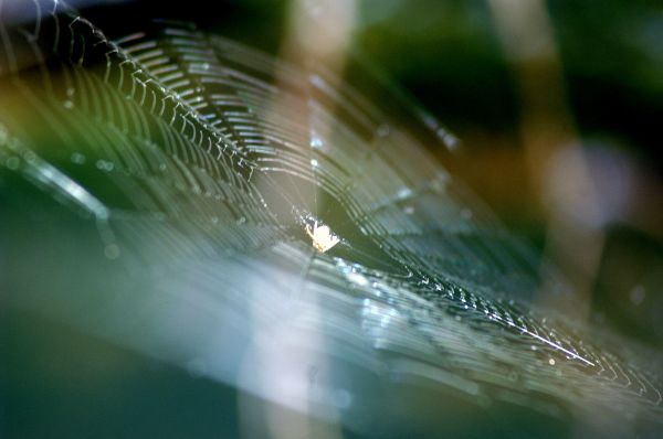 abstract,nature,dof,patterns,bokeh,spiders