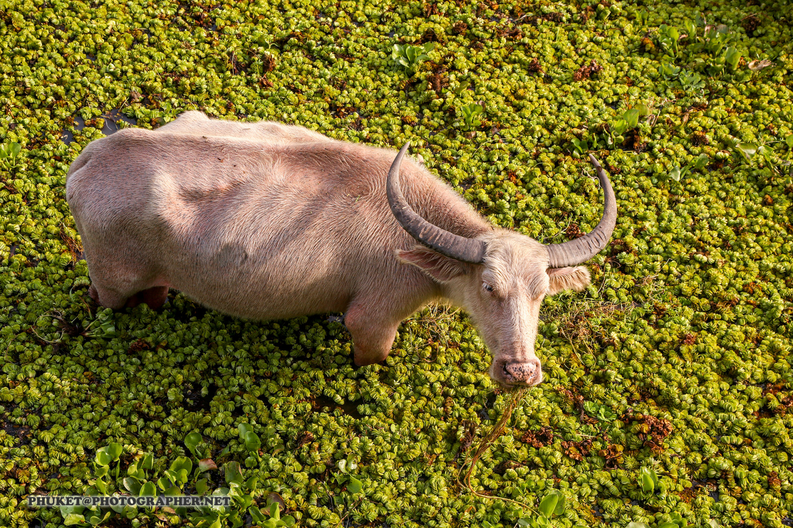 loď, moře, zahrada, jezero, voda, tráva, čepice, motocykl, pole, silnice, káva, Volně žijících živočichů, vítr, ostrov, Honda, čaj, Malajsie, kaktus, Řídit, rybolov, okraj, nákladní auto, buvol, hora, květ, oceán, vlna, pastvina, povrch, hledisko, louka, phuket, yai, noi, moto, cameron, vrchovina, provincie, penang, Georgetown, PCX, plantáž, Phangnga, Thale, Songkhla, Ipoh, generátor, chytit, prase, fauna, savec, roh, obratlovců, dobytek, jako je savec, pastvisko