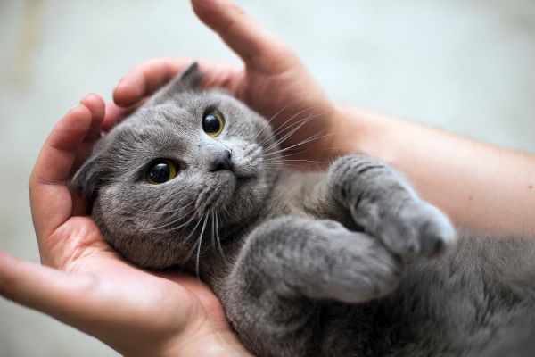kedi,Hayvanlar,eller,burun,Bıyık,İngiliz shorthair