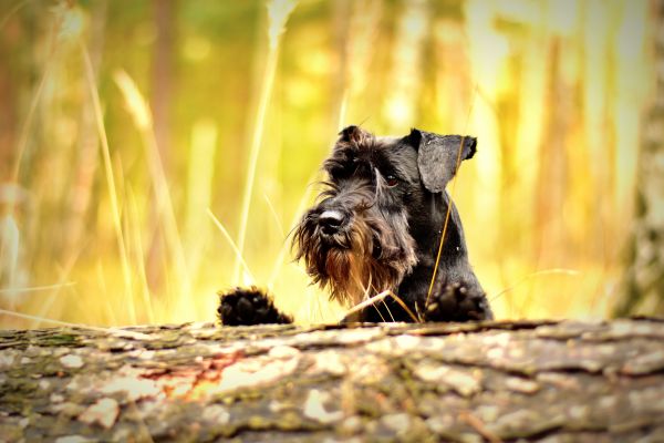 dog,muzzle,miniature schnauzer,schnauzer