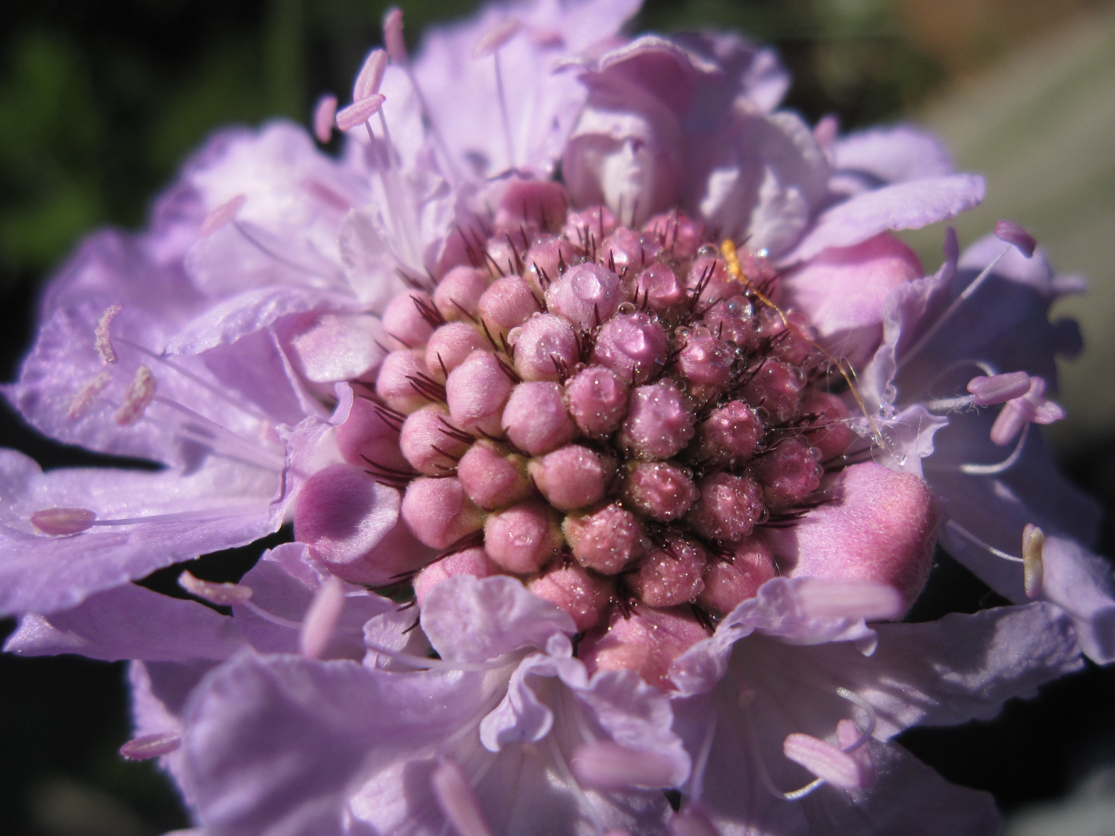 scabiosa, blomst, tæt på