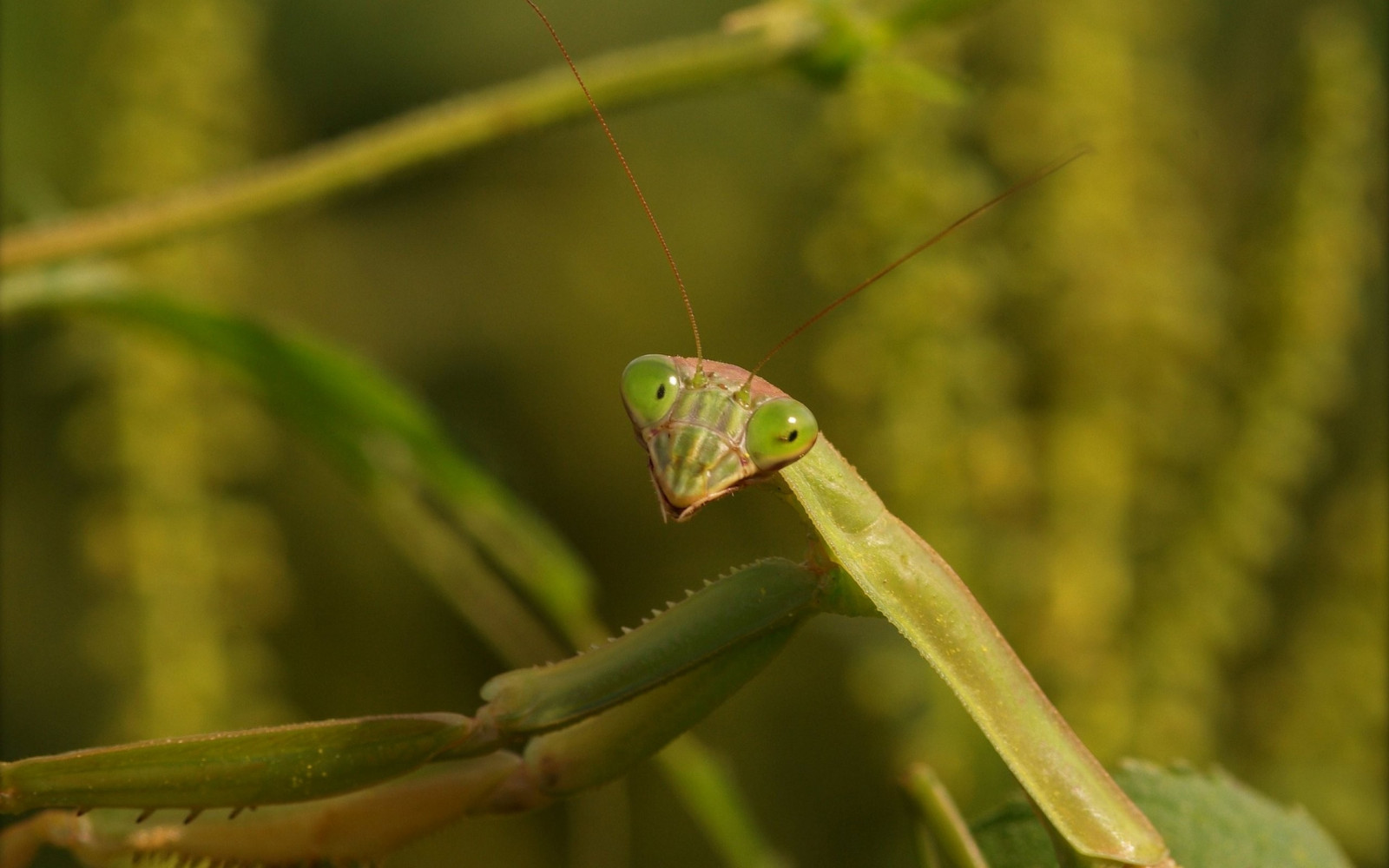 natur, græs, fotografering, afdeling, mantis, insekt, grøn, dyreliv, græshoppe, blad, fauna, tæt på, makrofotografering, stængelplante, hvirvelløse, leddyr