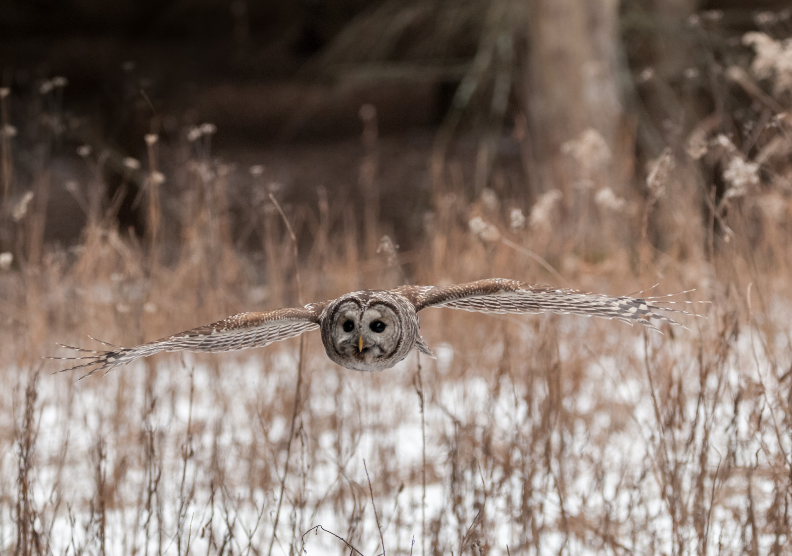 græs, flyvende, dyreliv, Nikon, ugle, raptor, Flyvningen, BIF, inflight, nutidige, sigma, fauna, D300, snude, græs familie, 150600mm, barredowl