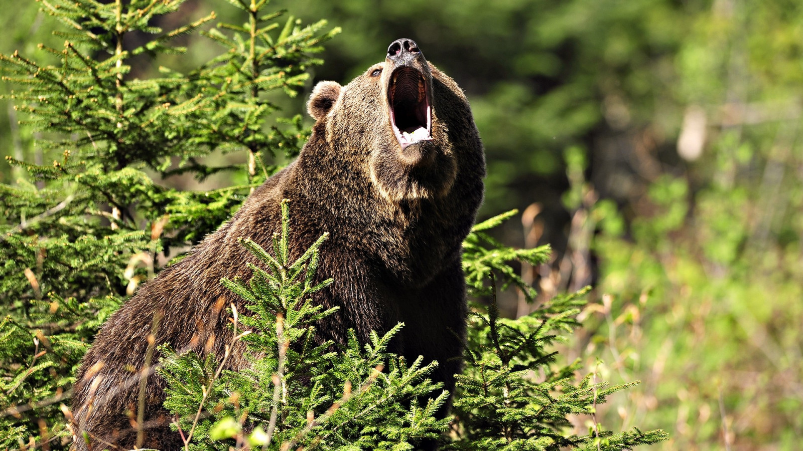 fond-d-cran-ours-en-col-re-herbe-des-arbres-1920x1080