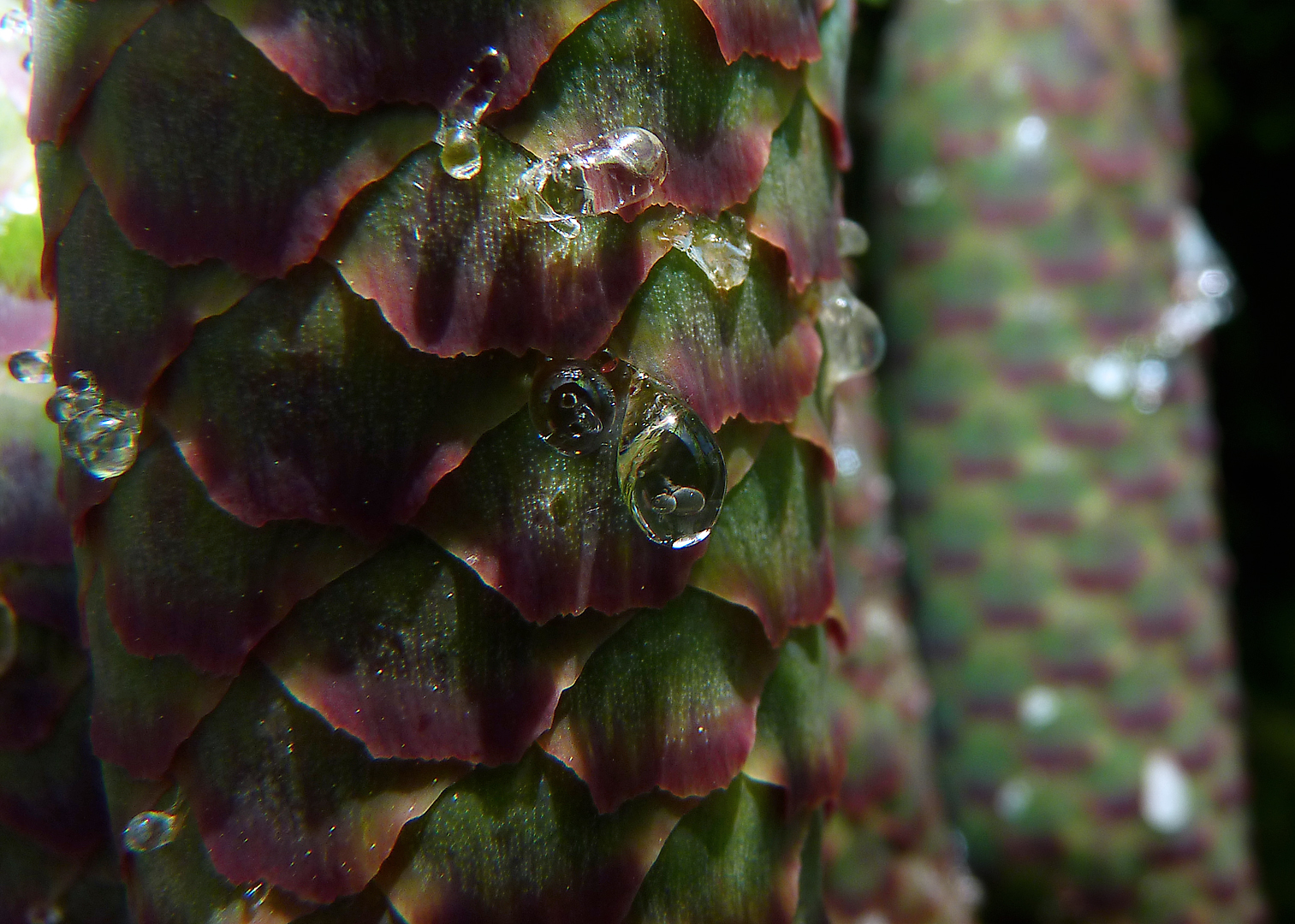 macro, avvicinamento, pino, lumix, cono, Pennsylvania, appiccicoso, Panasonic, va, Lunedi, situazione, 2D, hmm, Contea di Bucks, anythinggoes, lunedì, qualsiasi cosa, linfa, macromondays, Dmcfz35, Darkonus