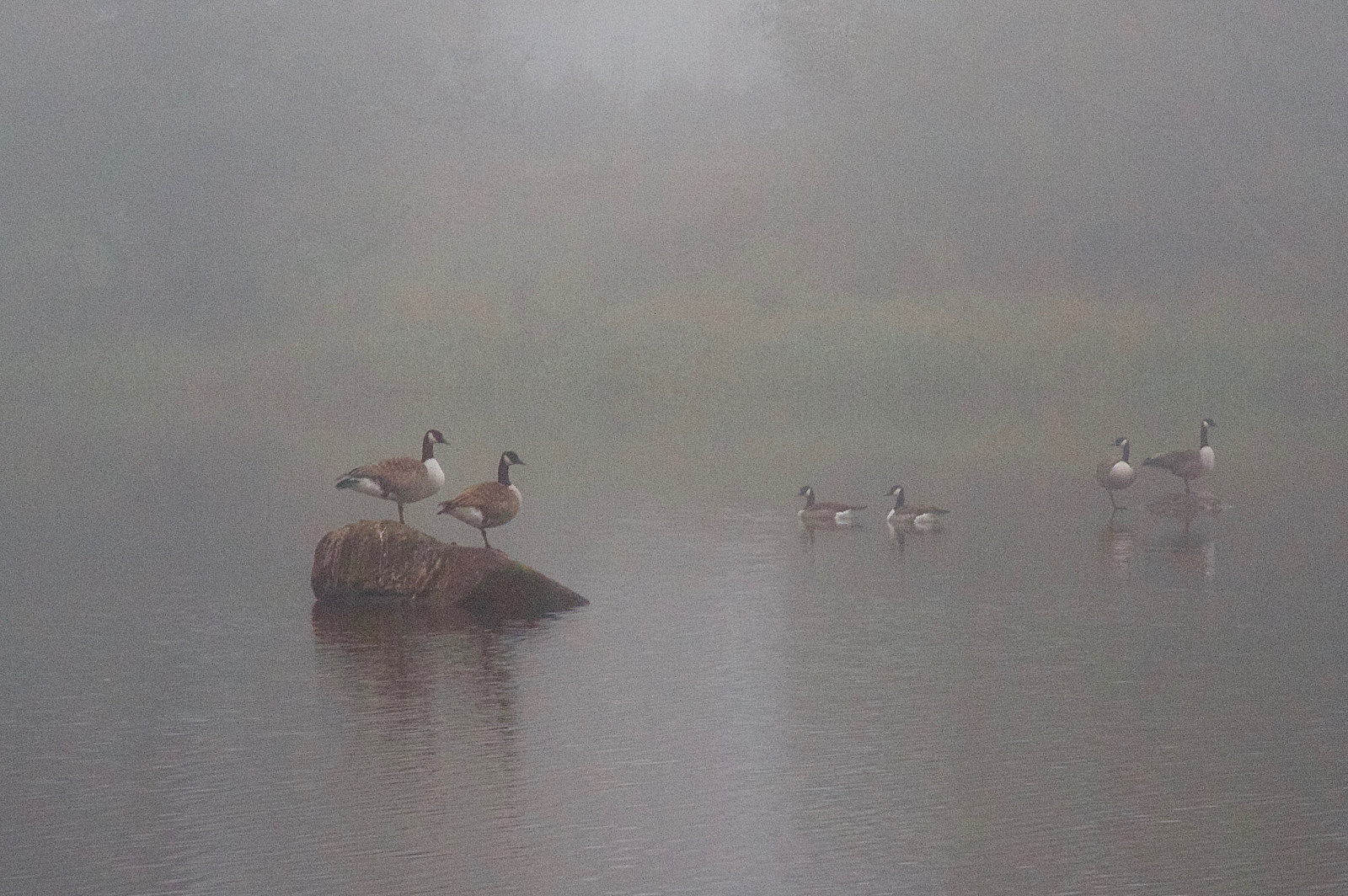 acqua, cielo, calma, mattina, nebbia, fiume, natura, cigno, Canada, Svezia, Oca, ottobre, foschia, Sverige, zone umide, nebbia, uccello, Dimma, f gel, Canada Goose, uccello marino, D700, Uccelli acquatici, lago, acqua uccello, anatre, oche e cigni, ecoregione, risorse idriche, Jylhä, h kan