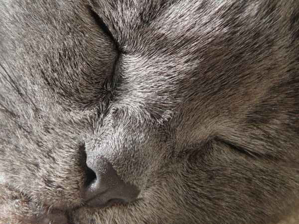 pet,cat,grey,Kat,feline,chat