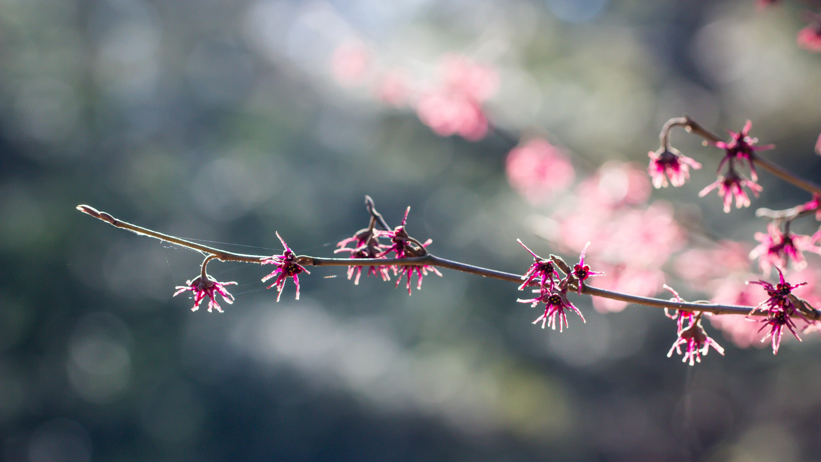 himmel, afdeling, cherry blossom, blomst, lyserød, forår, træ, blad, blomst, plante, flora, blomma, Alnarp, gren, kronblad, alnarpsslottstr dg rd, Var, Kvist, tæt på, makrofotografering, stængelplante