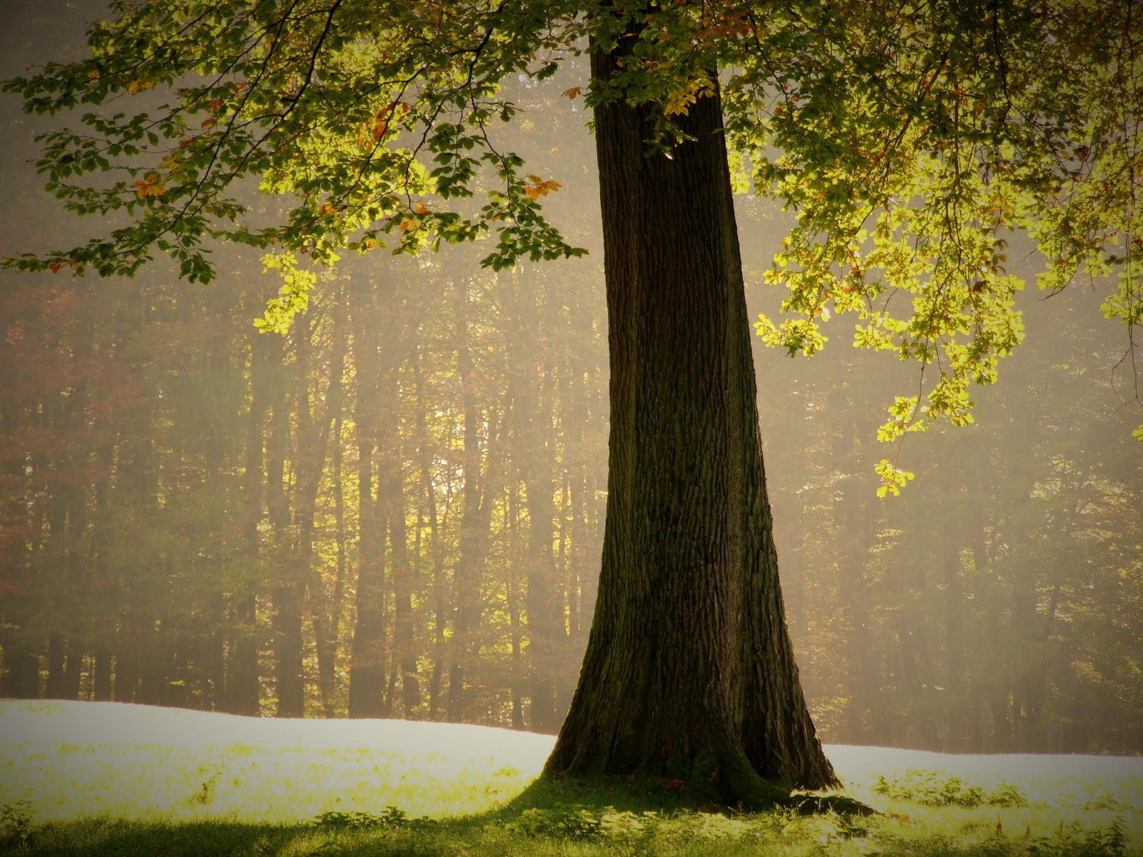 Wallpaper tree, ART 2848x2136 753324 HD Wallpapers WallHere