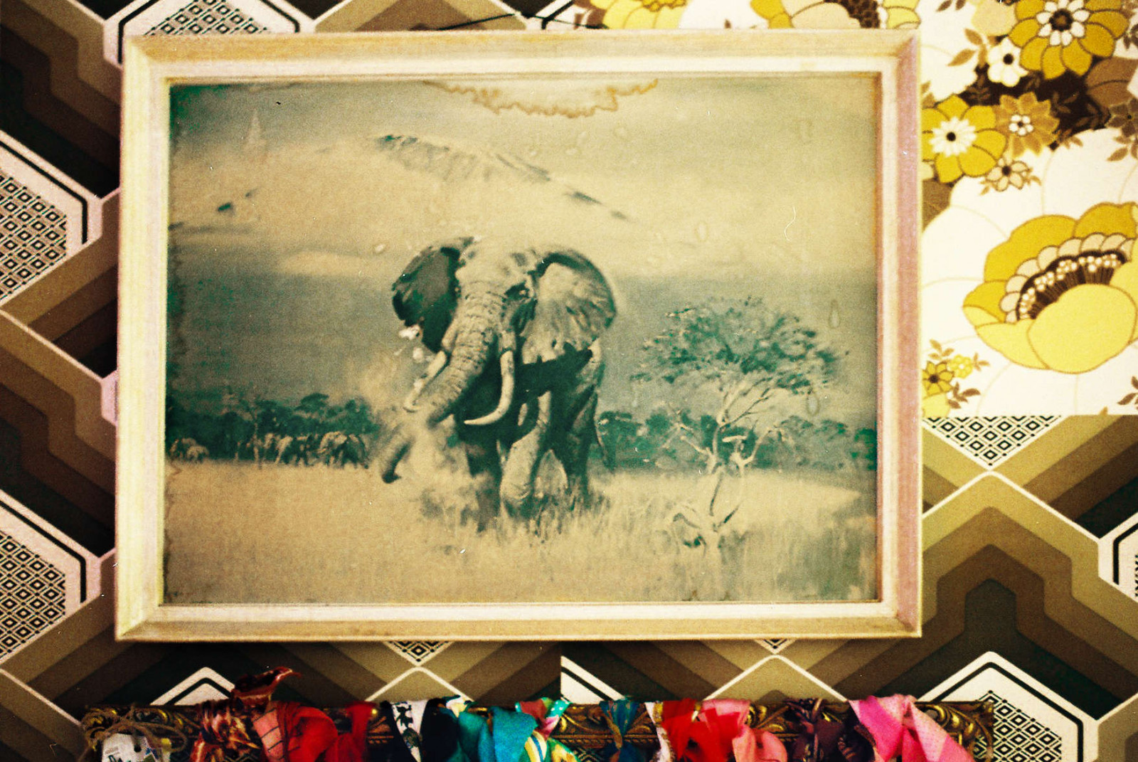 slon, 35MM, 50mm, Asahi, pentax, obrázek, fil, Pelicula, analog, elefante, cuadro, pentaxme, ondaocho