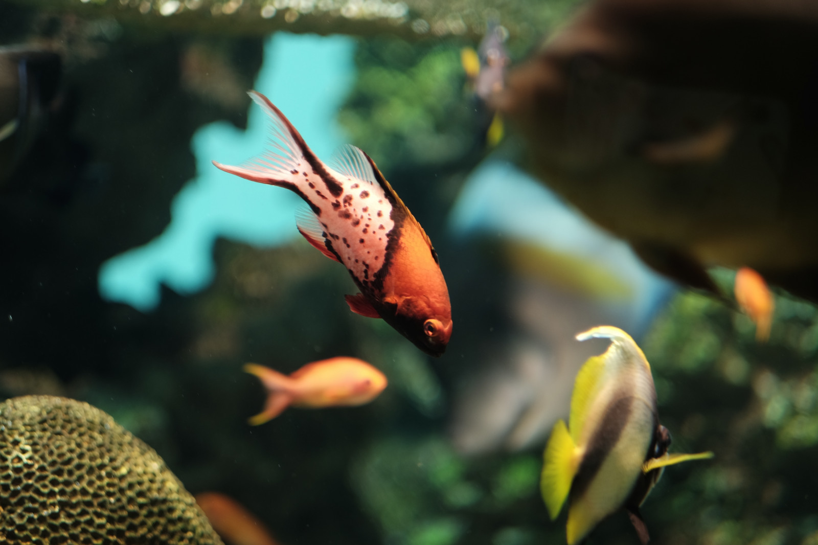 natur, fisk, dyreliv, akvarium, Tokyo, Fujifilm, biologi, efterår, blad, blomst, plante, flora, troperne, Fujinon, x, xf56mmf12r, xf56mm, xt1, Kasai, kasairinkaipark, tokyosealifepark, fauna, botanik, makrofotografering, havbiologi