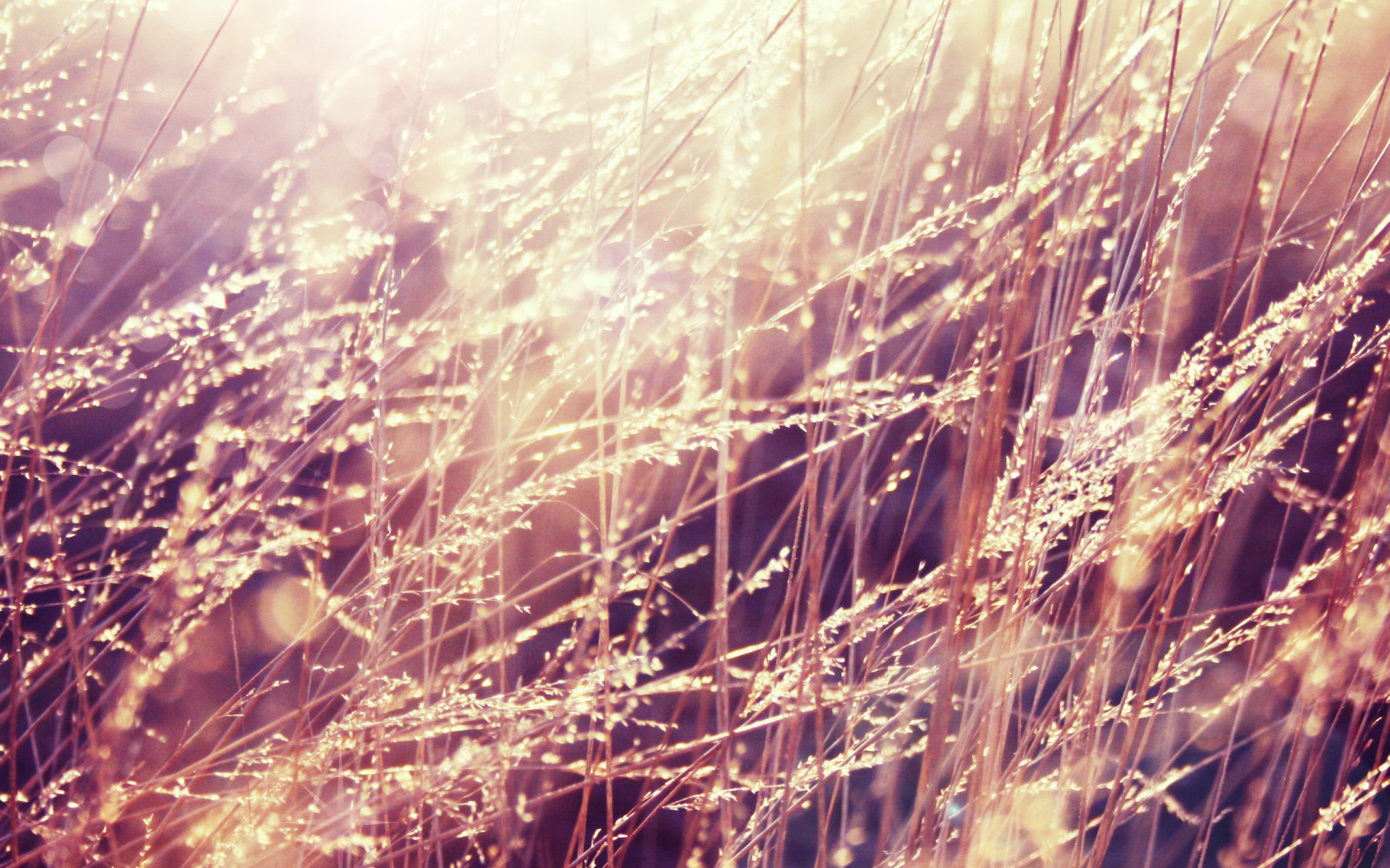 Wallpaper grass, light, glare, dry, wind 2560x1600 wallhaven
