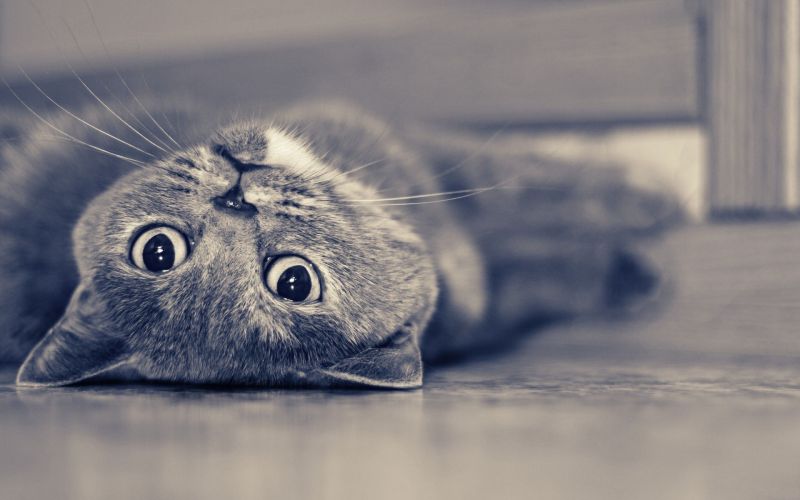 katt, dyr, fotografering, blå, nese, kinnskjegg katt, dyr, fotografering, blå, nese, kinnskjegg
