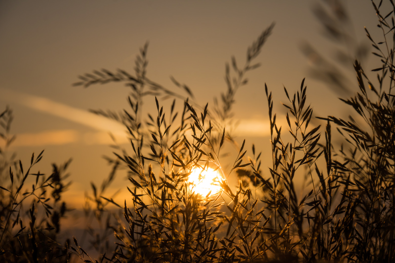 Sonnenlicht, Sonnenuntergang, Natur, Gras, Himmel, Feld, Ast, Sonnenaufgang, Abend, Morgen, Sonne, Dämmerung, Licht, Wolke, Baum, Herbst, Blume, Dämmerung, Pflanze, Solution, Gryning, Atmosphärisches Phänomen, Grasfamilie