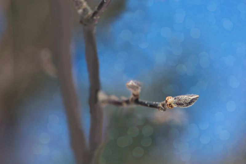 luce del sole,blu,natura,riflessione,macro,ramo