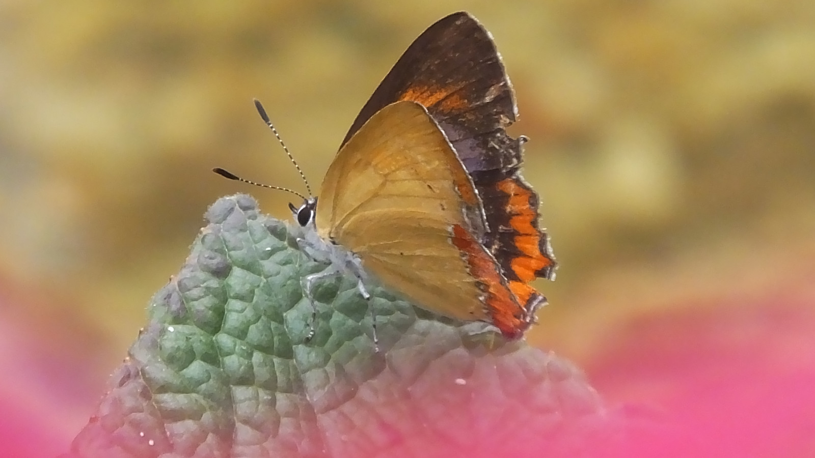 sommerfugl, insekt, møl og sommerfugle, lycaenid, børste footed sommerfugl, hvirvelløse, makrofotografering, bestøver, organisme, nektar, dyreliv, leddyr, Pieridae, Colias