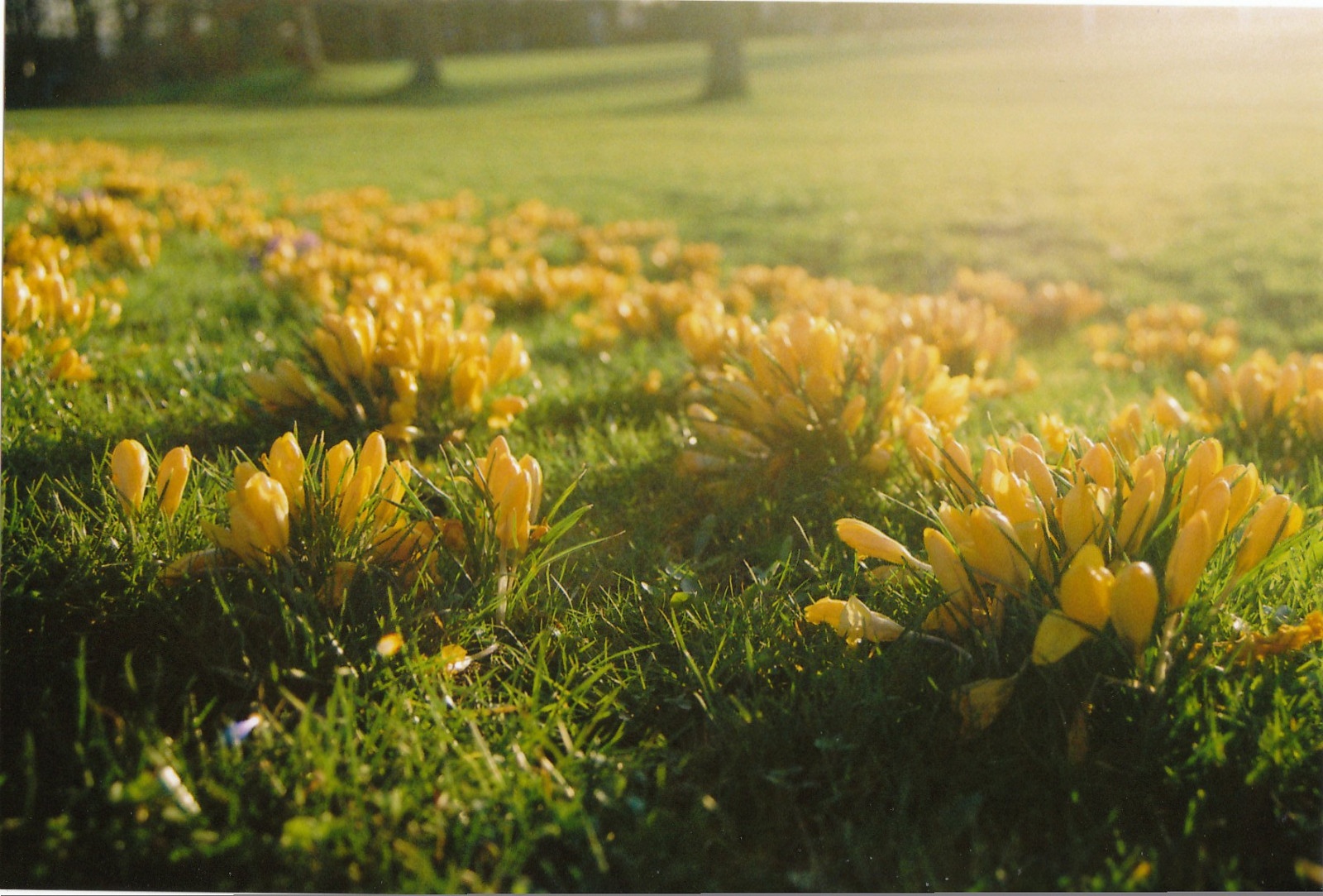 květiny, zelená, film, tráva, žlutý, 35MM, pentax, Leeds, Vojáci