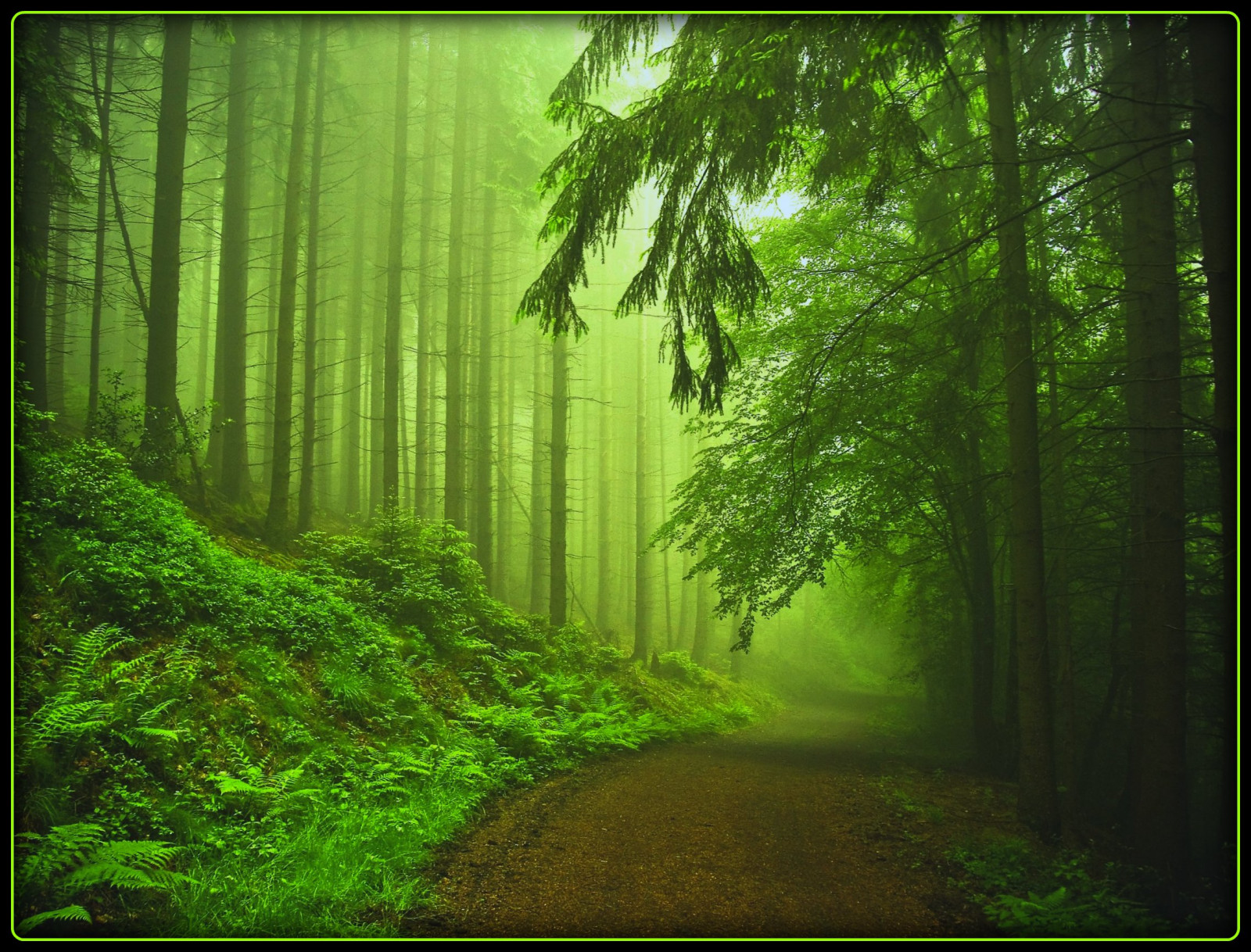 slunečnímu záření, krajina, les, Příroda, tráva, dřevo, větev, zelená, ráno, Německo, kouzlo, džungle, cesta, deštný prales, kolínská, přírodní rezervace, UMĚNÍ, mystický, strom, list, saariysqualitypictures, cesta, lotr, vegetace, tvořivý, theunforgettablepictures, flickrstruereflection1, flickrstruereflection2, bestcapturesaoi, flickrstruereflection3, flickrstruereflection4, flickrstruereflection5, flickrstruereflection6, flickrstruereflection7, flickrstruereflectionexcellence, artofimages, magicunicornverybest, Oberberg, platinumsuperstar, vanagram, bestofmywinners, zálesí, masterclasselite, háj, počítač tapeta, ekosystém, mírné jehličnatý les, biome, prales, smíšený les, thesuperbmasterpiece, opadavý, klopýtl, spruce fir forest, tropical and subtropical coniferous forests, valdivian temperate rain forest