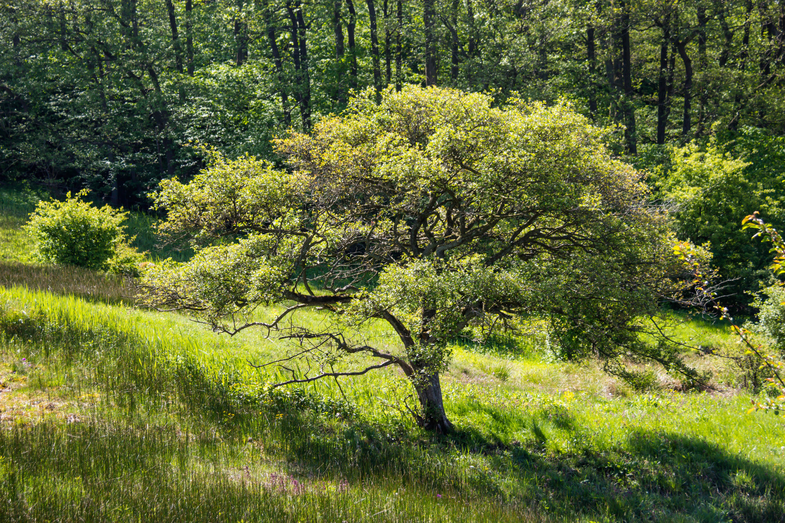 krajina, les, zahrada, kopec, Příroda, tráva, pole, zelená, strom, podzim, list, květ, rostlina, flóra, landsbygd, f lt, vegetace, landskap, Kamera aby kánon, geolocation, EXIF čočka efs18200mmf3556is, exif aby kánon, EXIF isospeed 100, EXIF otvor 63, exif focallength 50mm, gr n, Model fotoaparátu canoneos100d, exif modelu canoneos100d, fyledalen, benestadbackar, countyside, Kull, louka, divoká rostlina, zálesí, venkov, místo výskytu, přírodní prostředí, botanika, suchozemská rostlina, dřevina, ekosystém, mírné jehličnatý les, biome, keř, smíšený les, opadavý