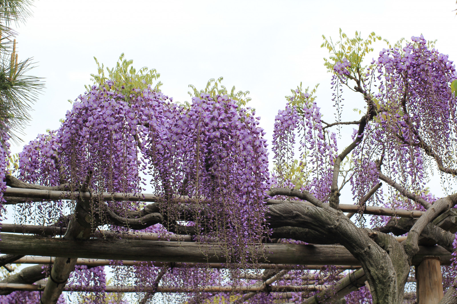 krajina, květiny, Příroda, nachový, větev, Kánon, jaro, vistárie, strom, květ, rostlina, flóra, Zeiss, carlzeiss, 60d, ze, Planart1450