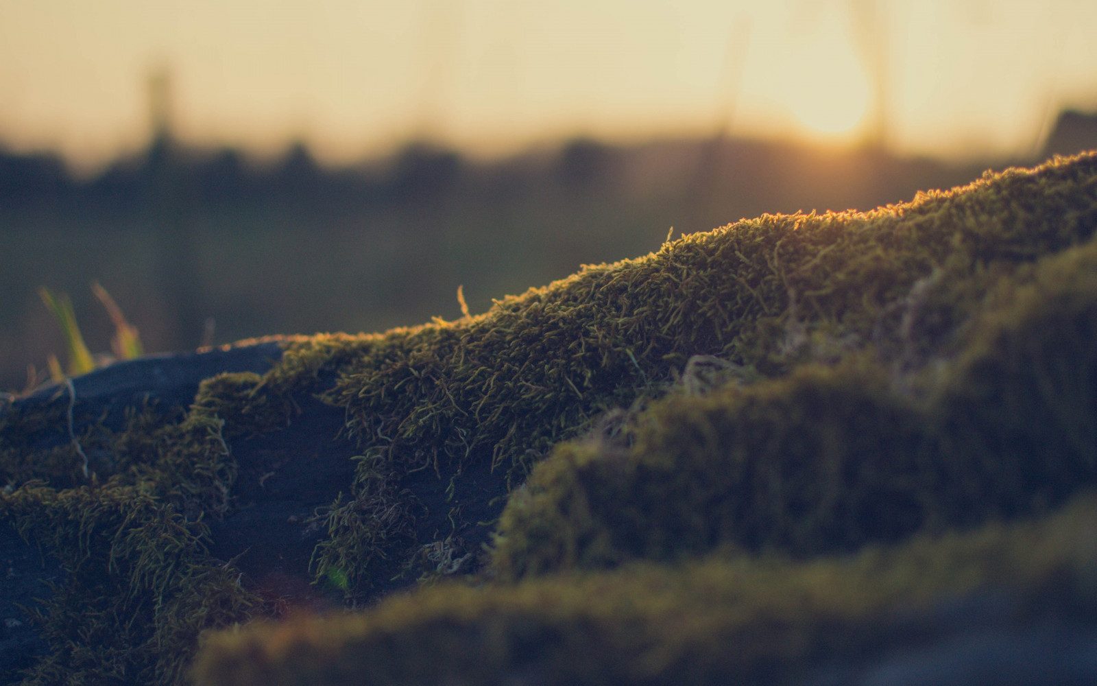 slunečnímu záření, krajina, les, hloubka pole, západ slunce, noc, kopec, voda, Skála, Příroda, odraz, tráva, nebe, fotografování, makro, večer, ráno, Rozmazané, bokeh, soumrak, řasy, světlo, mrak, strom, podzim, list, hora, svítání, rostlina, sezóna, tma, atmosférický jev, dřevina, makro fotografie