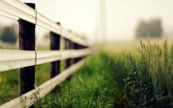 1920x1200 px,blur,ears,macro,fence,grass