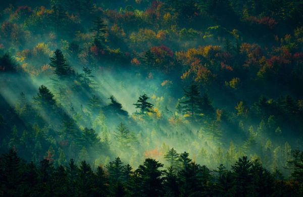 cloud,atmosphere,sky,paint,Natural landscape,plant