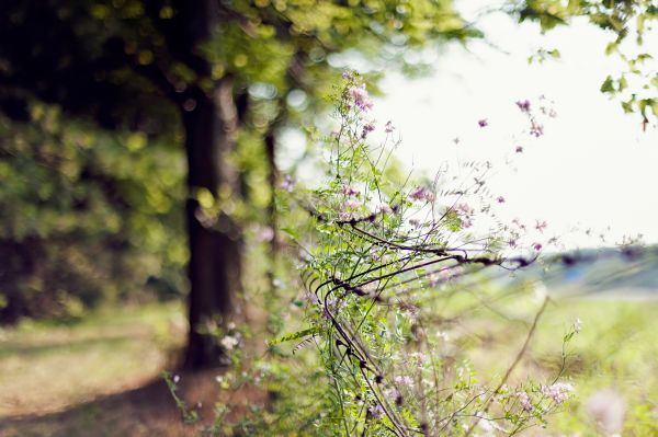 grid,wire,tree,grass,summer