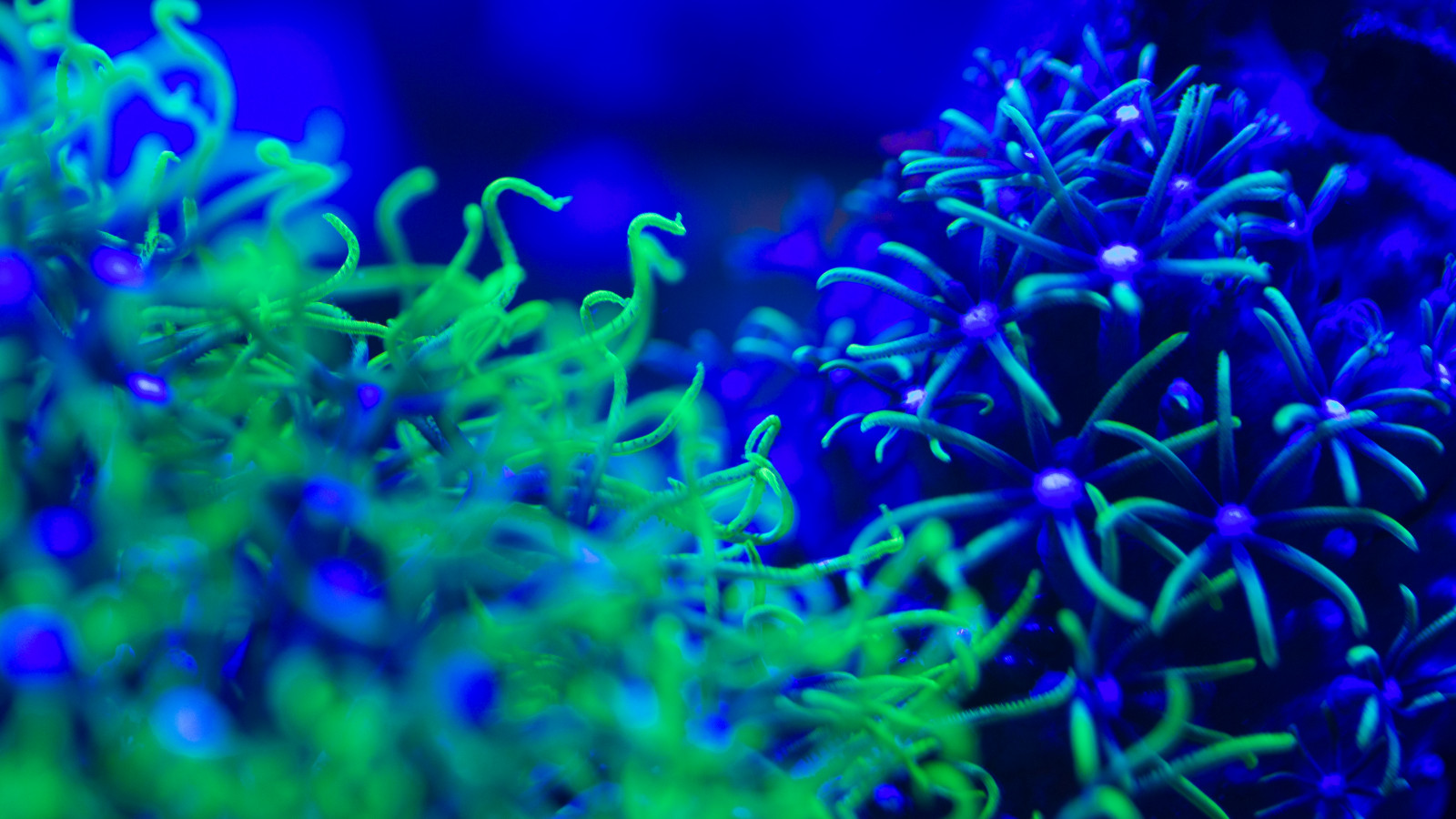 Wallpaper : glowing, macro, tank, Canon, moonlight, coral reef, shining