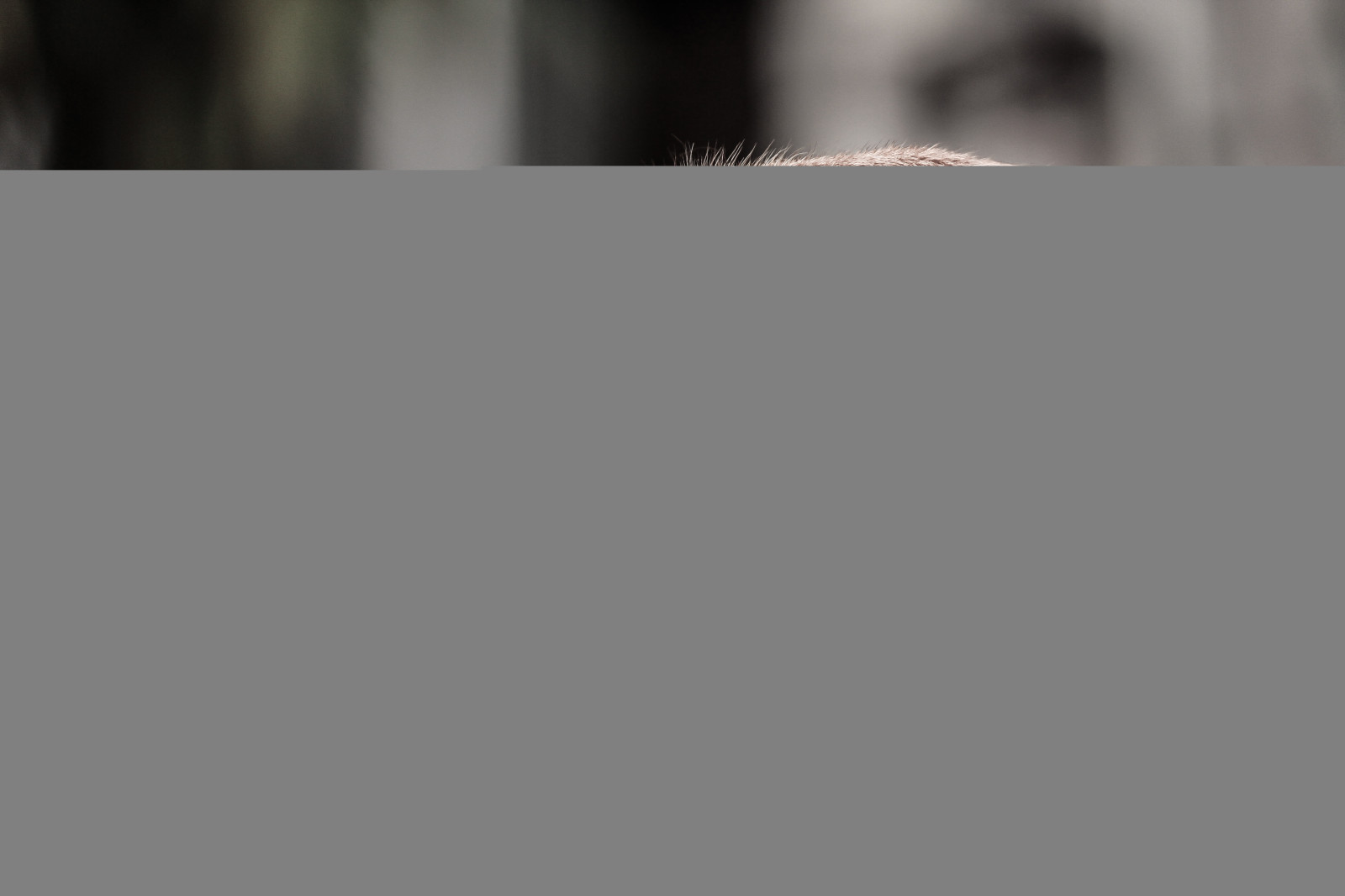 dřevo, profil, mrakodrap, Pes, záclona, sloupec, Vzhled interiéru, struktura, osvětlení, materiál, tvar, čára, Černý a bílý, monochromatické fotografování, čenich