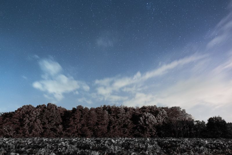 sunlight, trees, night, nature, sky, evening sunlight, trees, night, nature, sky, evening