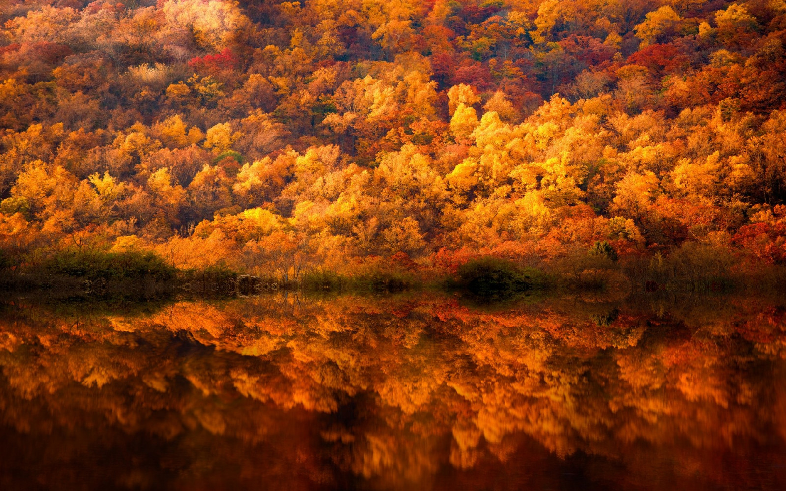 Sonnenlicht, Bäume, Landschaft, Wald, fallen, See, Natur, Betrachtung, Sonnenaufgang, Gelb, Morgen, Sträuche, Bernstein, Pennsylvania, Baum, Herbst, Blatt, Jahreszeit