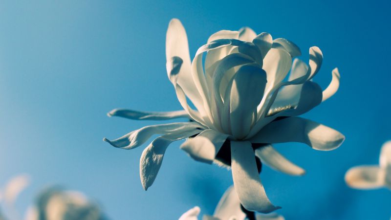 flowers, plants, photography, macro, white, blue flowers, plants, photography, macro, white, blue