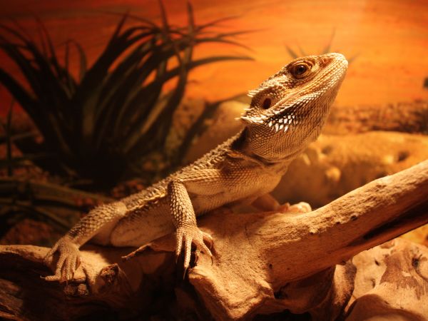 2560x1920 px,animal,animals,lizard,reptile,rock