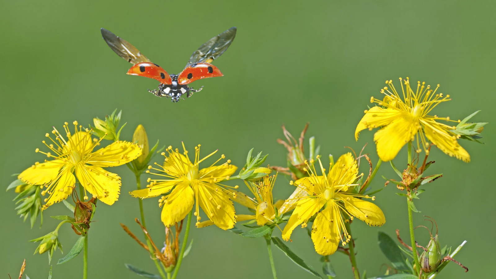 Wallpaper ladybug, flowers, Fly, insect 1920x1080 wallhaven