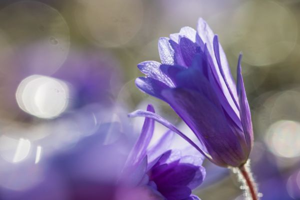 fotografie,Violet,albastru,inflori,arc,culoare