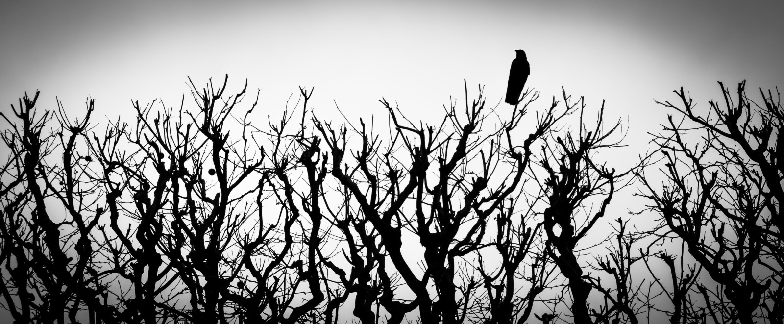 sollys, hvid, sort, monokrom, natur, græs, skygge, fotografering, silhuet, afdeling, Nikon, noir, Lightroom, lys, sort og hvid, træ, dyr, blad, plante, fugl, arbre, oiseau, blanc, noiretblanc, Lumiere, ombre, D5300, atmosfærisk fænomen, sort og hvid, monokrom fotografering, vedplante, græs familie, branche, noirteblanc, Corneille, ombrechinoise