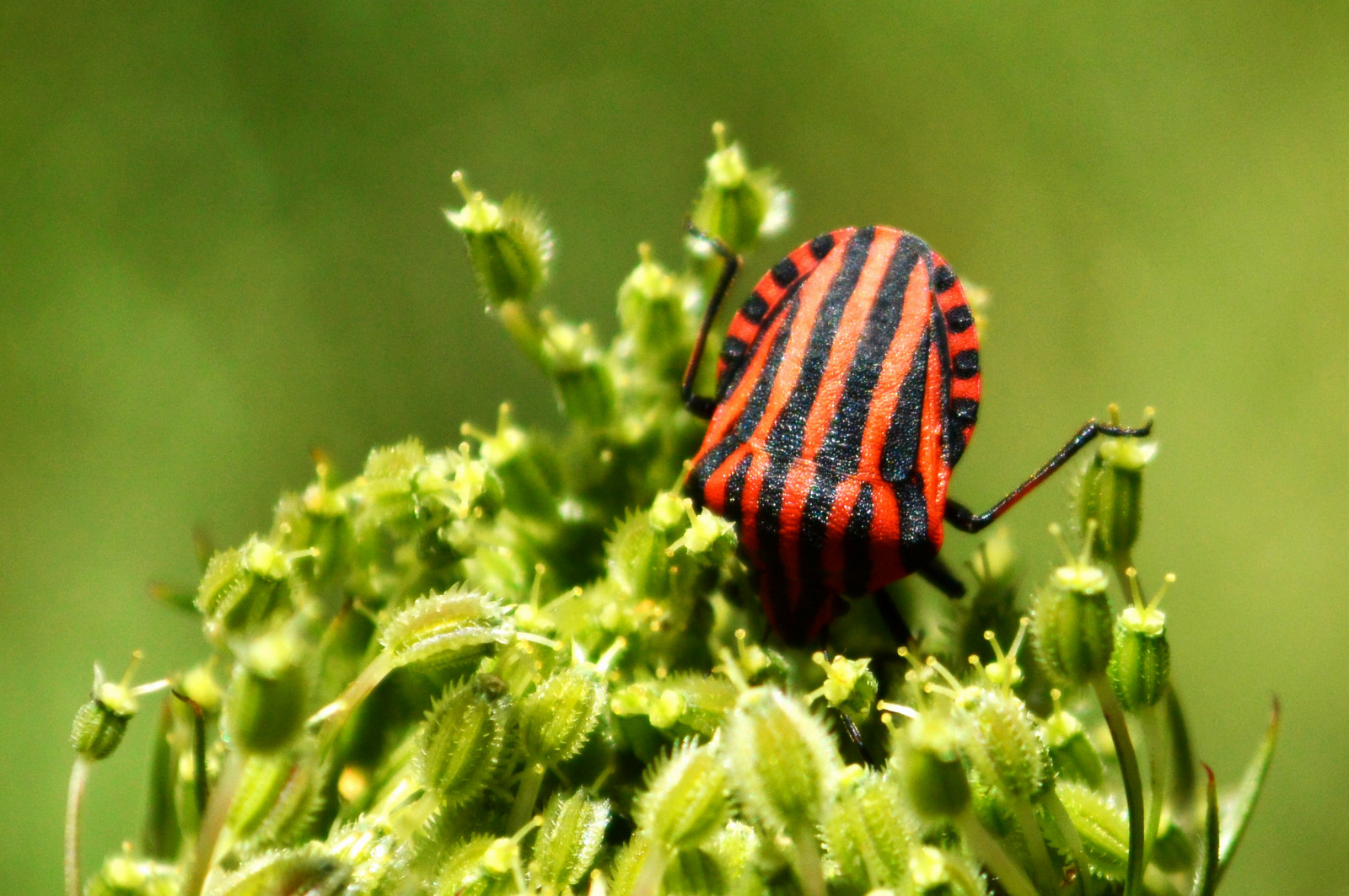 naturaleza, makro, Příroda, hmyz, natur, natura, insekt, insetto, hmyzu, insecto, shieldbug, graphosomalineatum, Streifenwanze, Pentatomidae, Naturallesa, graphosomaitalicum, Pruhovaný pruh, Chincherayada, Punaisearlequin, Minstrelbug