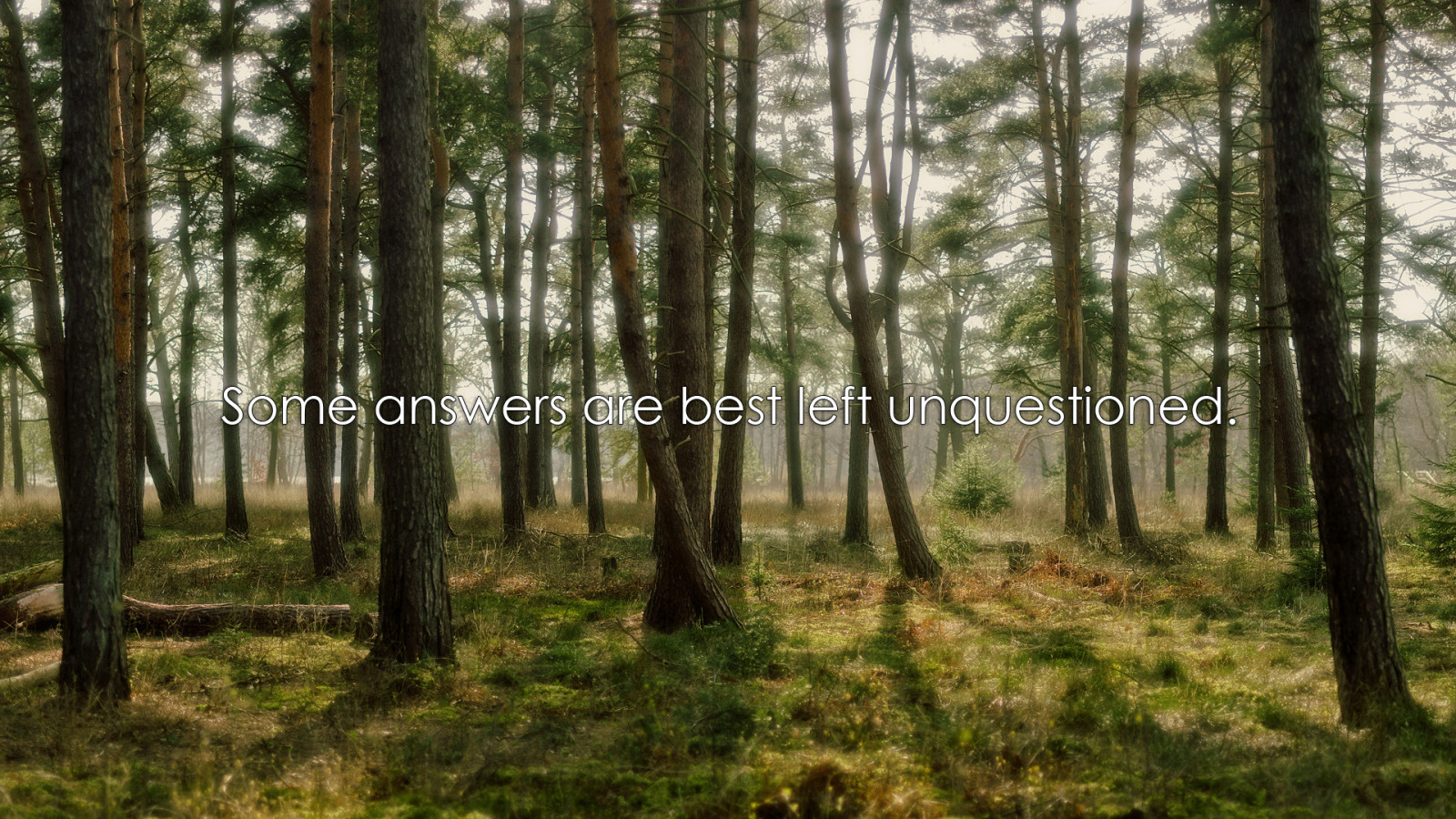 Wallpaper quote, trees 1920x1080 bublikdrdrdr 1712341 HD