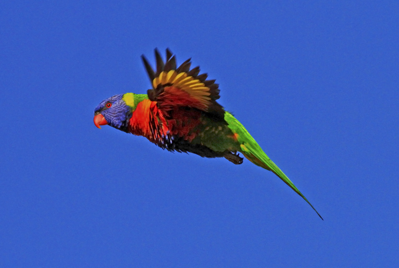TRICHOGLOSSUS HAEMATODUS, pappagallo, birdwatcher, Stkildabeach, portphillipbay, Vittoria, Australia, winterafternoon, concordians, inflight, slbflying, flickraward, National Geographic, macrofotografia, avvicinamento, cielo blu, inverno, trichoglossushaematodus, NGC, npc