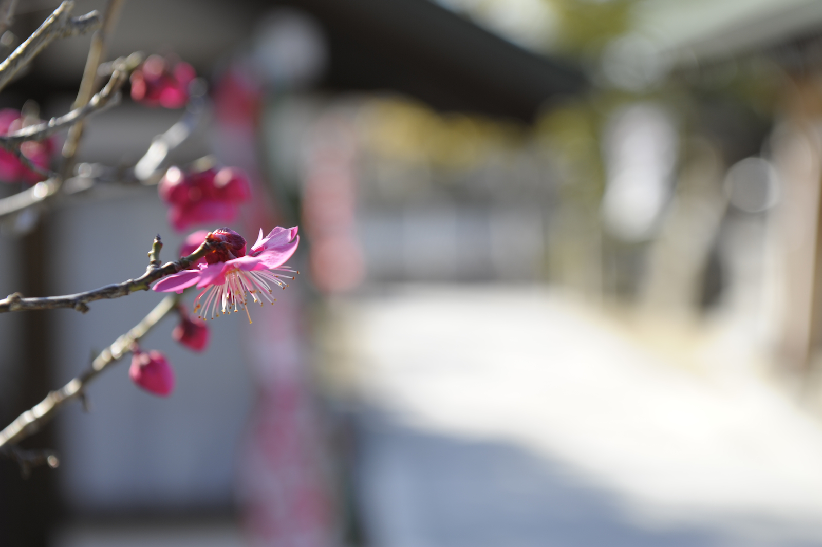 ramo, Nikon, fiorire, primavera, fiore, pianta, ume, flora, petalo, D3S, ramoscello, avvicinamento, fotografia macro, staminali vegetali, aichi, afszoomnikkor2470mmf28ged, Tenmangu, Okazaki, Tenjin, Okazakitenmangu, Okazakitenmangushrine