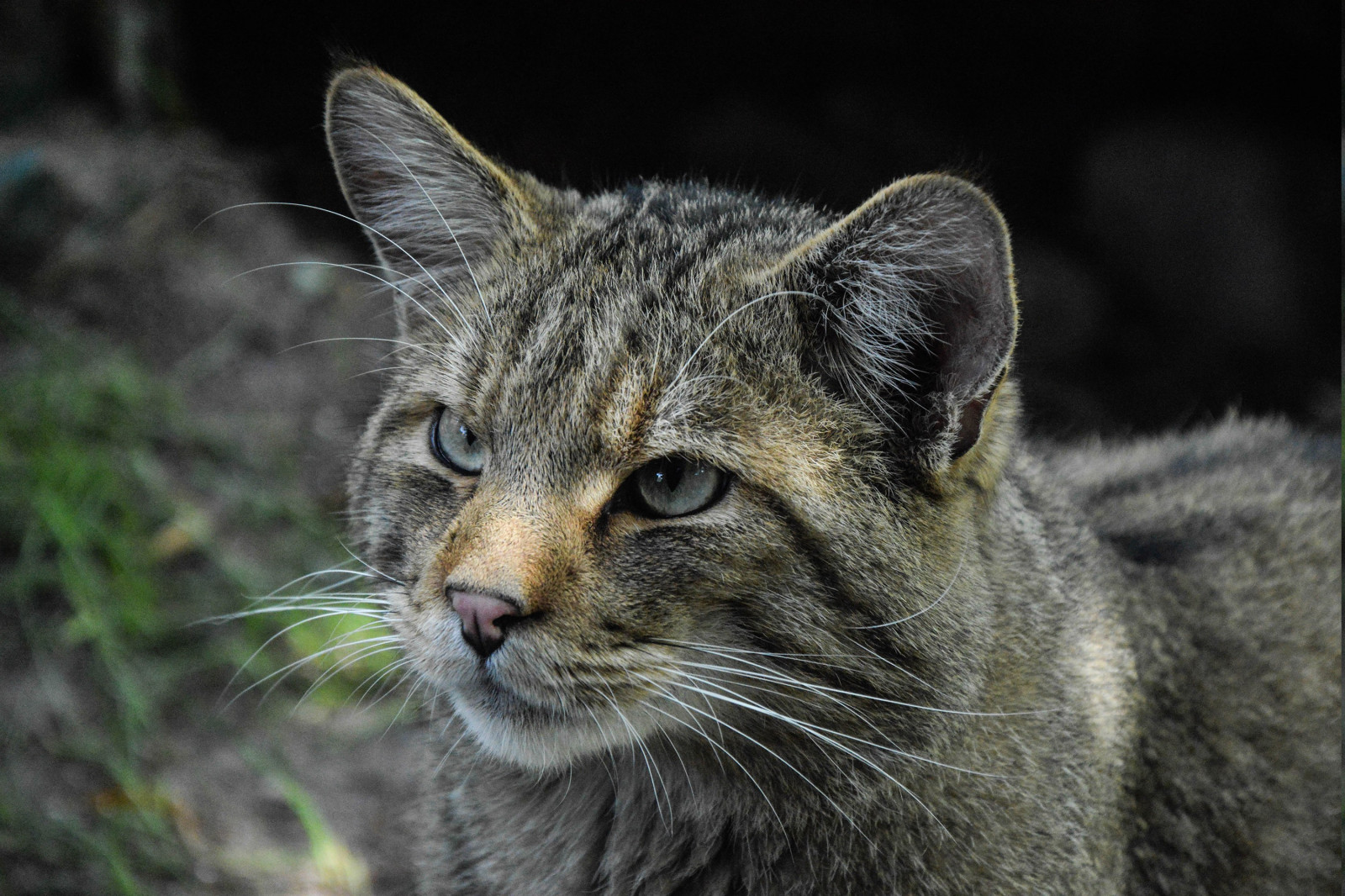 kočka, zvěř, Příroda, Volně žijících živočichů, kníry, rys, Puma, divoká kočka, rys, kočky, fauna, savec, 3000x2000 px, obratlovců, zblízka, kočka jako savci, čenich, malé až středně velké kočky, carnivoran, domácí krátké vlasy kočka, kočka cejlonská, Evropská krátkosrstá, skřítek bob