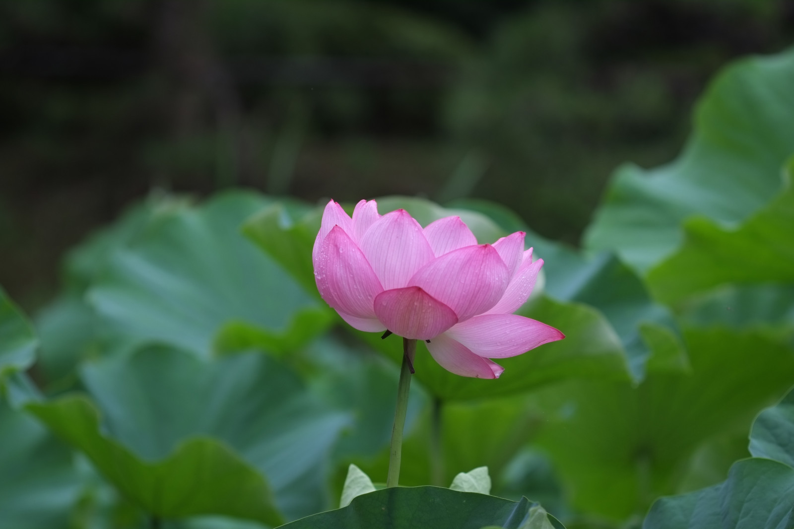 květ, Tokio, Lotus, Fujifilm, květ, rostlina, flóra, okvětní lístek, xpro1, x, Machida, yakushiike, xPRO, ef100mmf28usm, divoká rostlina, botanika, suchozemská rostlina, kvetoucí rostlina, jednoletá rostlina, makro fotografie, vodních rostlin, posvátný lotos, lotus rodina, Proteales