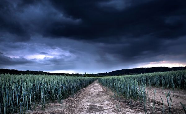 sky,wheat,clouds,bad weather,dark blue,gloomy