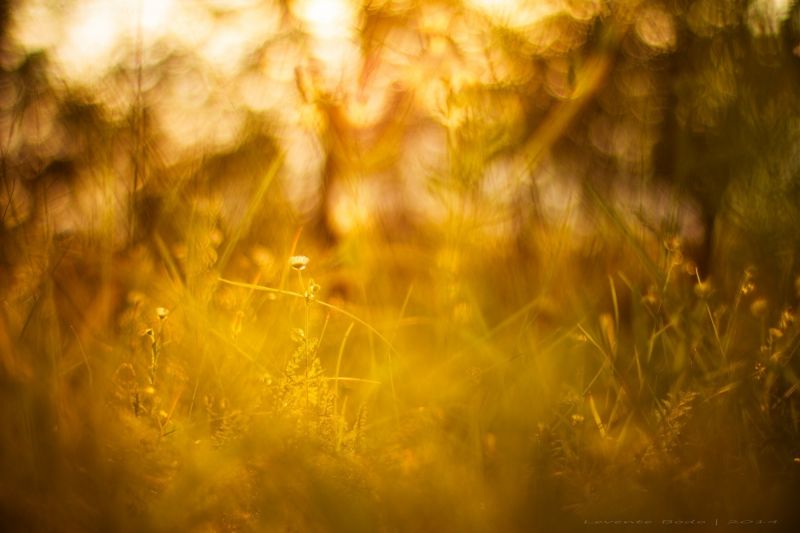 Sonnenlicht, Sonnenuntergang, Natur, Betrachtung, Gras, Himmel Sonnenlicht, Sonnenuntergang, Natur, Betrachtung, Gras, Himmel