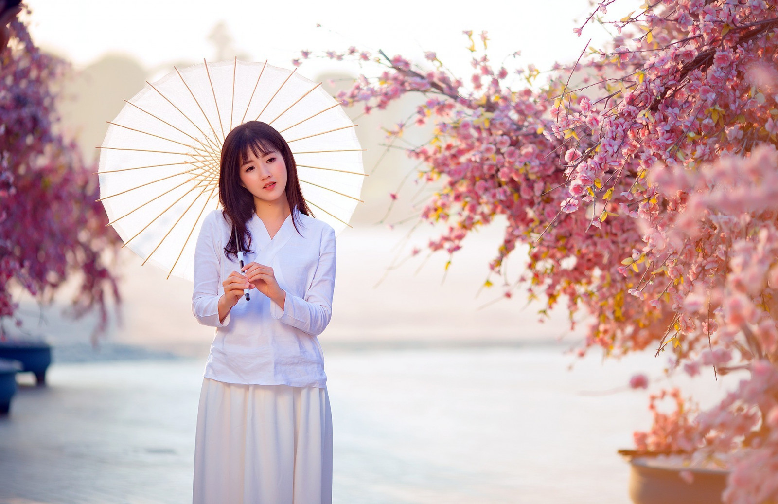 ženy, model, květiny, asijský, fotografování, deštník, Třešňový květ, květ, růžový, jaro, barva, podzim, květ, rostlina, sezóna, žena, nevěsta