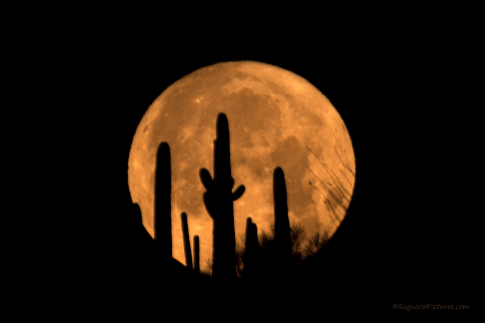 nebe, silueta, Měsíc, poušť, kruh, atmosféra, Arizona, soubor, AZ, tma, úplněk, nebeská událost, Tucson, saguaro, perigeum