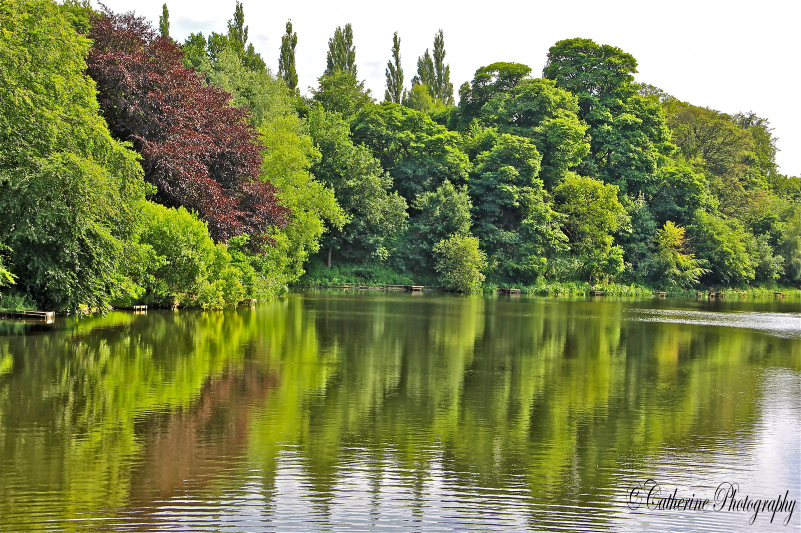 stromy, krajina, les, jezero, voda, Příroda, odraz, tráva, nebe, větev, zelená, řeka, rybník, banka, rybolov, přírodní rezervace, mokřadní, strom, cestovat, list, rostlina, waterscape, odrazy, vodní tok, vegetace, nádrž, bayou, zálesí, vodní, biome, tělo z vody, smíšený les, lužní les, lužní, vodní zdroje, Přehrady, riparian zone