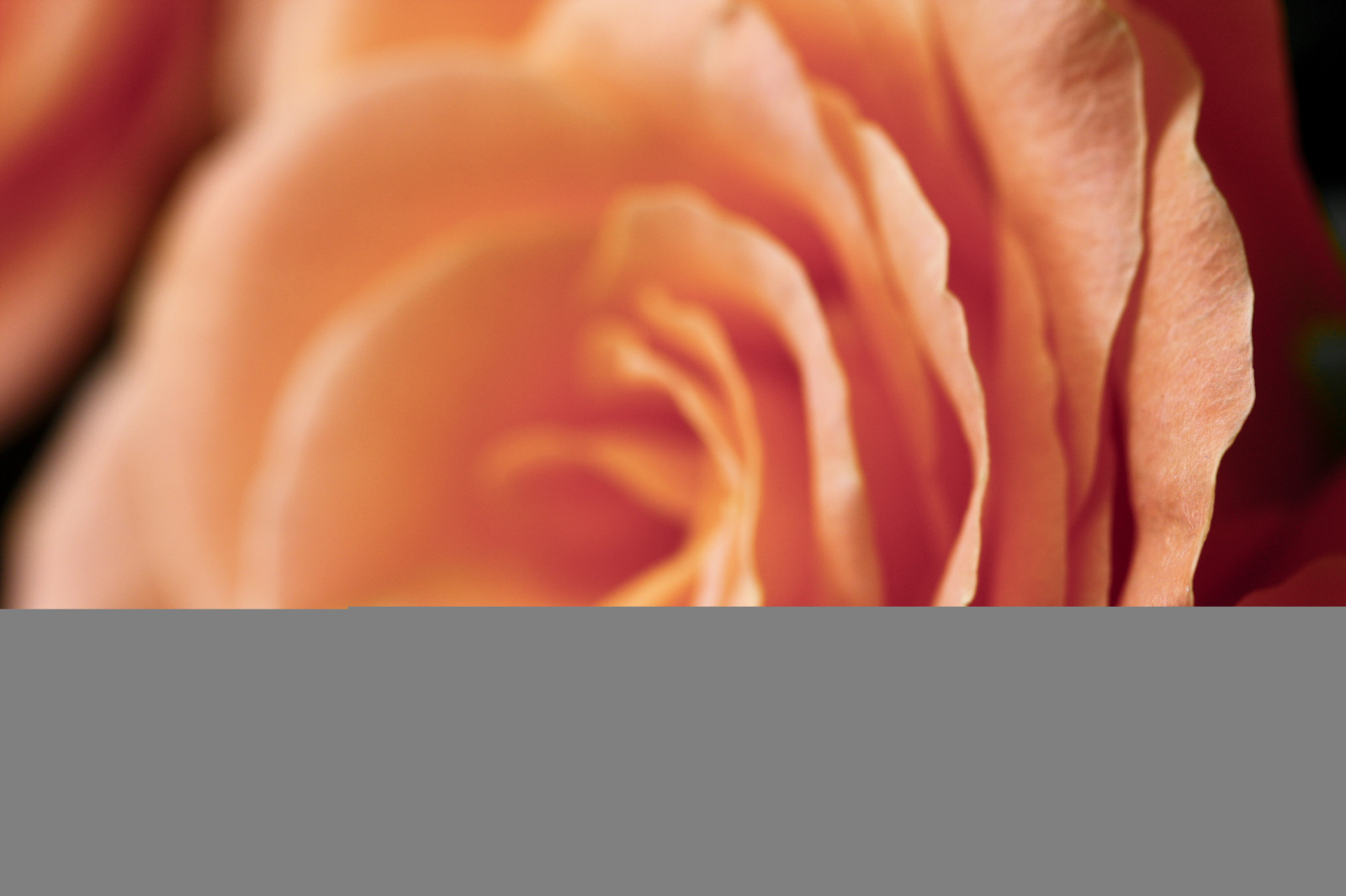 blomst, fleur, Rose, Canon, Studio, flor, pro, blomma, fiore, bl te, fotografere, XSi, Cicek, Kwiat, flowermacro, canon100macro, rosemacro, Kukka, canon100mm, 450D, flowerinside, canonf28macro, beautifulflowermacro, beautifulrosepictures, canonef100mmf28lmacroisusm, canonmacrol, oscarvonbonsdorff, canon100lmacro, canon10028l, canon100isl, canonflowermacro, canonrosemacro, flowerinhouse, beautifulflowerpics, georgeousflowerpictures, interestingflowermacro, gettyimagesfinlandq1